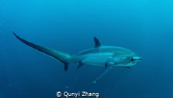 Thresher Shark，at Malapasqua Philippines. by Qunyi Zhang 